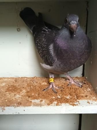 Image 14 of 2024 Racing Pigeons for sale - Squeakers - Eye Suffolk