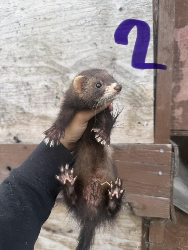 Young ferret hobs looking for home — photo 4 of 4