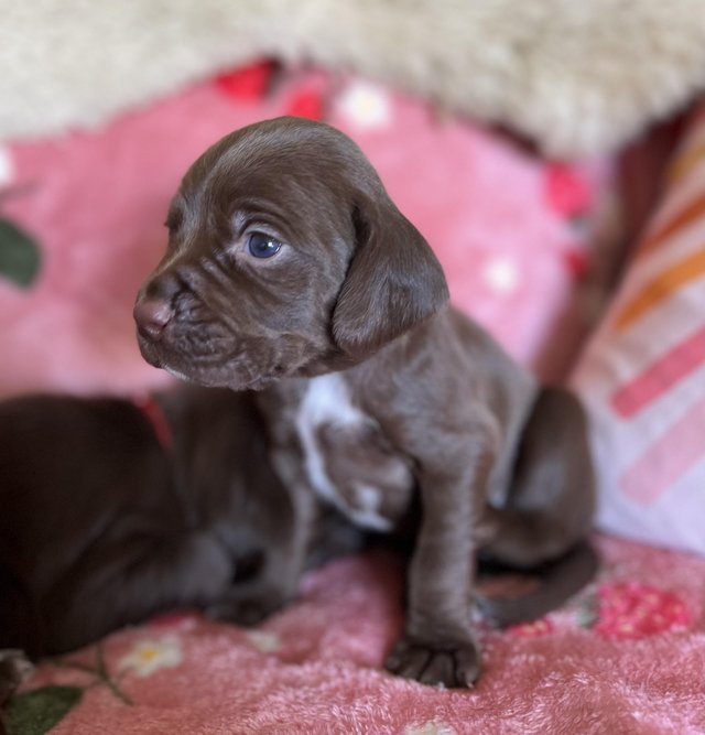 Preview of the first image of 4 week old Sprizsla puppies aka chocolate Vizsla.