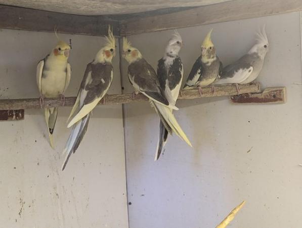 Image 6 of Cockatiels available for sale beautiful birds
