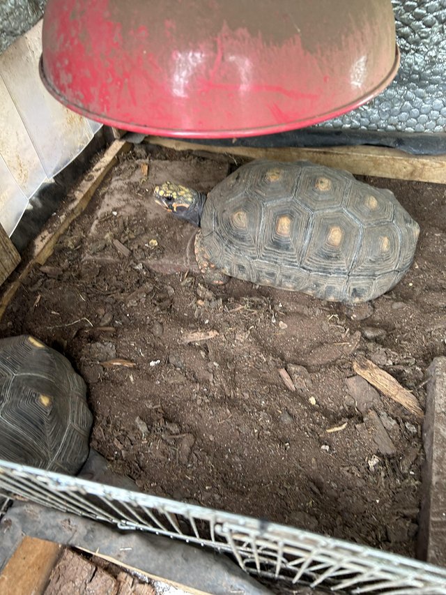 Preview of the first image of Red footed tortoises 1 male 2 female.