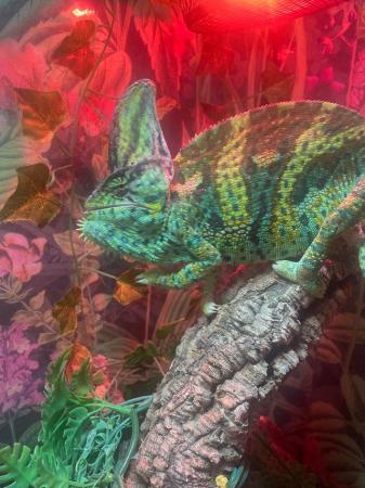 Image 3 of Yemen chameleon for sale comes with set up