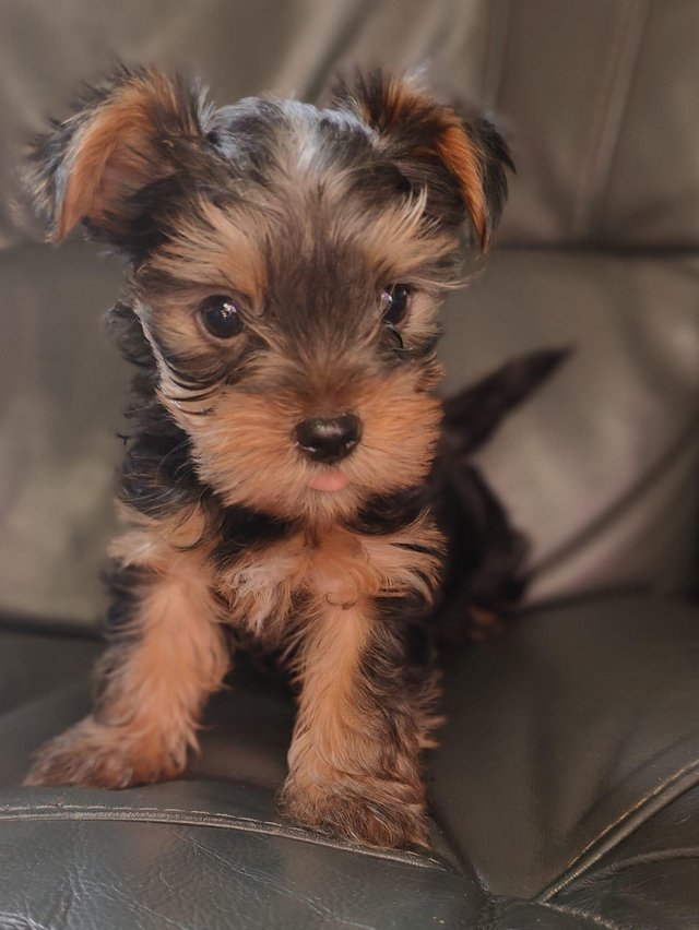 Preview of the first image of Yorkshire terrier miniature boy.