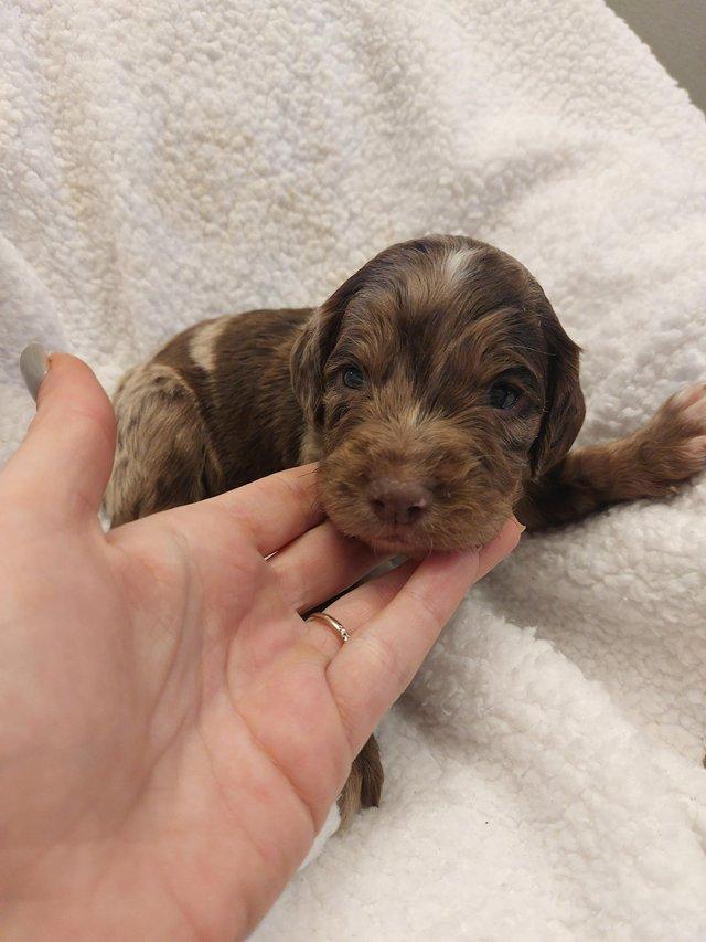 Preview of the first image of 3 week old rare silver merle sproodle.