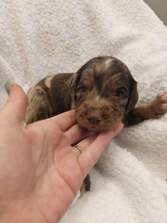 Image 1 of 3 week old rare silver merle sproodle