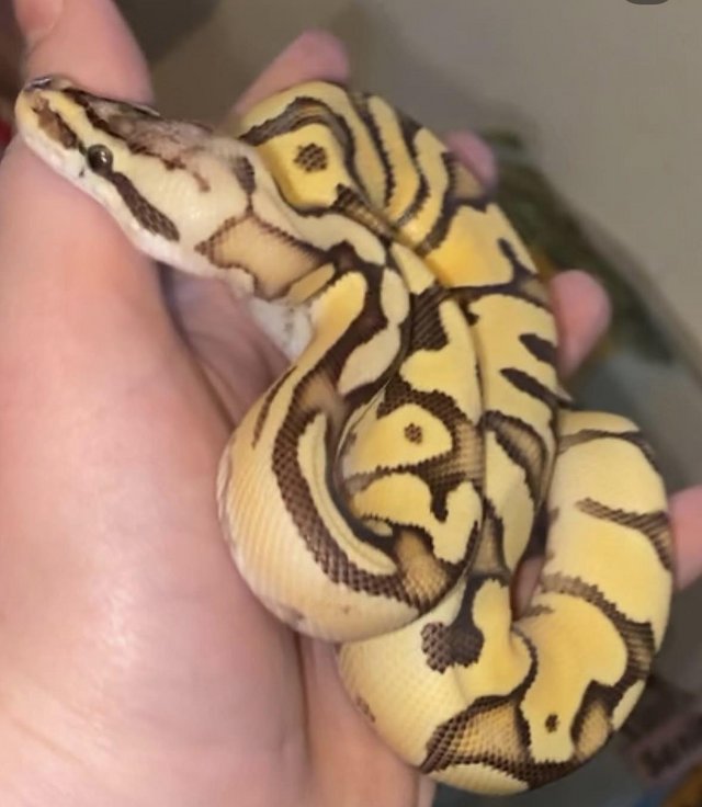 3 year old MALE ENCHI FIREFLY BALL PYTHON — photo 3 of 4