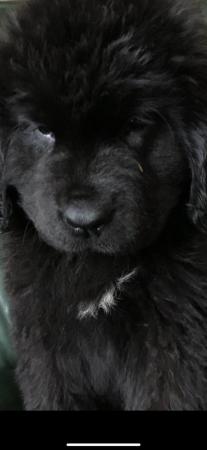 Image 5 of Newfoundland Puppies for sale