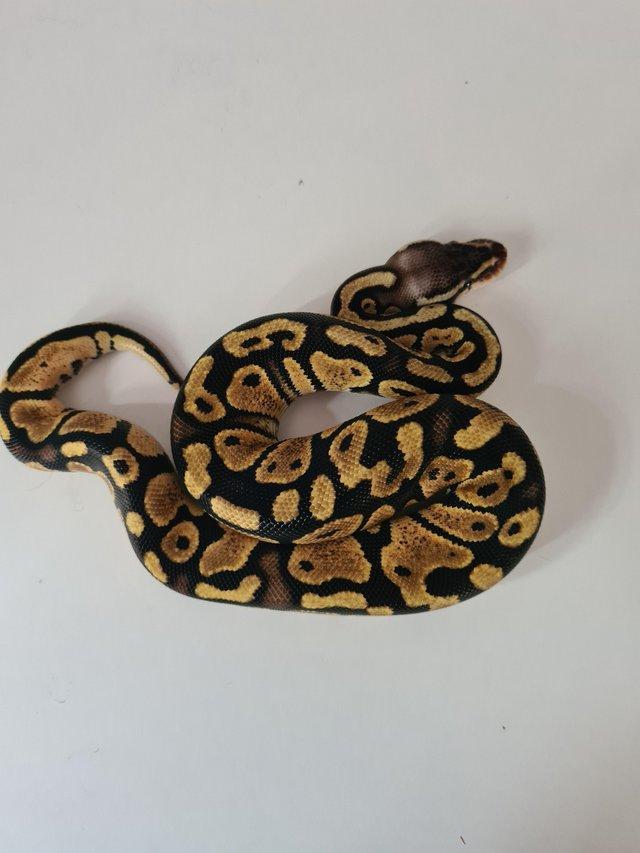 Preview of the first image of CB23 Ball Python (Python Regious)..