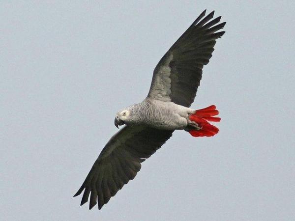 Image 1 of African grey parrot wanted wanted