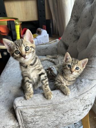 Image 5 of 3 Bengal cross kittens for sale