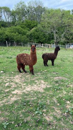 Image 3 of Stunning female/male Alpacas various colours/ages for sale