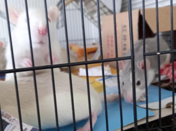 Image 10 of Male young rats ready for rehome in Glasgow (HUSKY)