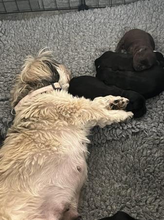 Image 8 of Shih Tzu Puppies For Sale (1 Boy)