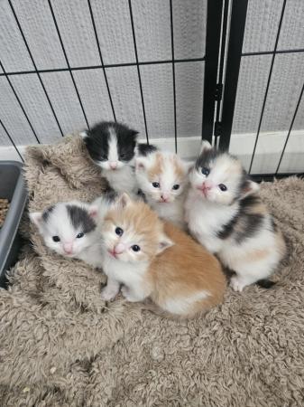 Image 5 of Beautiful , friendly kittens
