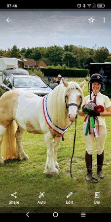 Image 2 of 13.1hh Gypsy Cob Mare top prospect