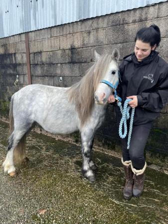 Image 7 of 5*Home Found Other Rescue Ponies Available 4 Full Re-Homing.