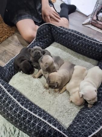 Image 2 of 8 week old French bull dog's