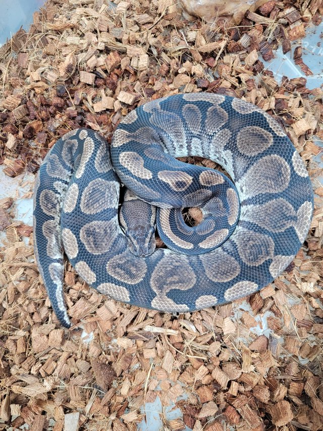Preview of the first image of Ghi 2 year old royal python.