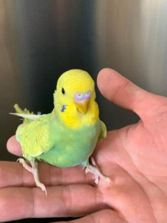 Image 8 of Baby hand tame hand reared budgies