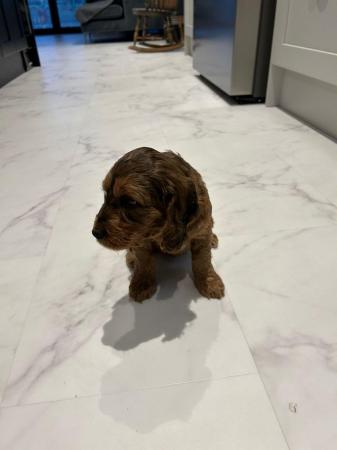 Image 6 of 2 gorgeous cockapoo puppies for sale