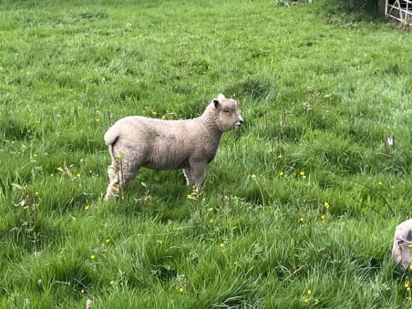 Image 2 of 3x ewe lambs and 3x ram lamb for sale