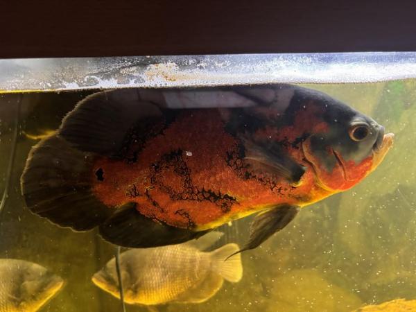 Image 5 of 4 large Oscar fish for sale