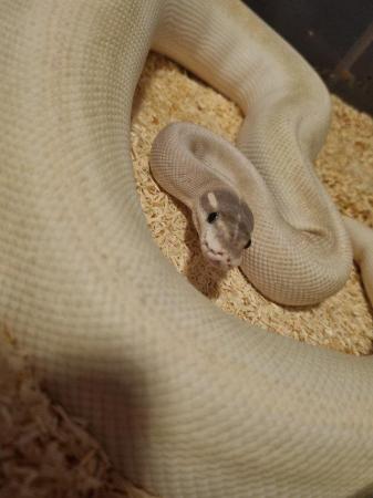 Image 4 of CB21 Super mojave GHI female ball python