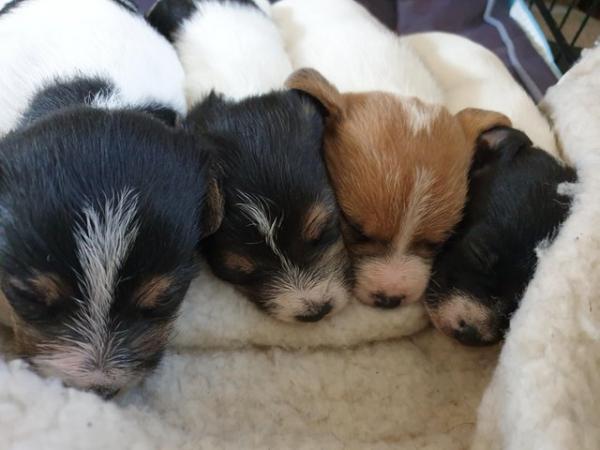Image 3 of Cross bred tri colour terrier pups for sale ready june the f