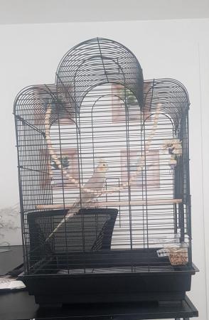 Image 3 of cockatiel and cage for sale.