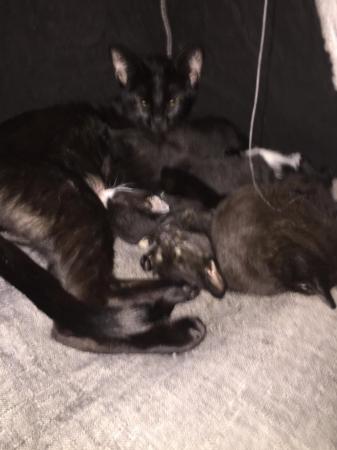 Image 12 of 5 beautiful kittens ready in 3 weeks
