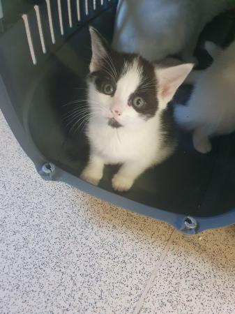 Image 1 of Black and white kitten for sale