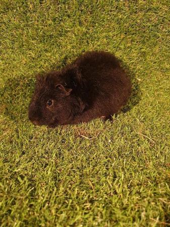 Image 10 of Guinea pigs males and females