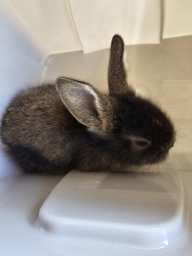 Preview of the first image of Lion head baby bunnies adorable and handled regularly.