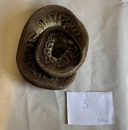 Image 24 of Ball pythons, selling whole collection plus vivs