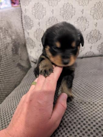 Image 9 of Rottweiler puppies for sale