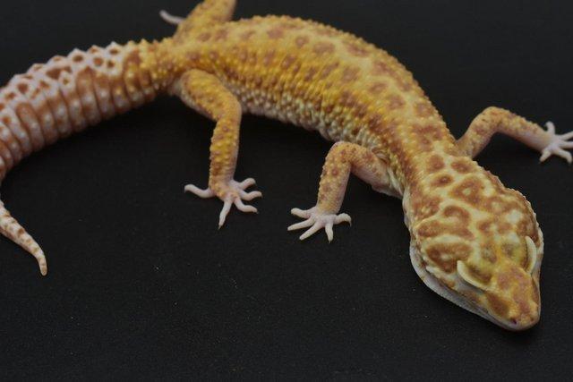 Image 8 of 1.4 Bold Bell Albino leopard Gecko group