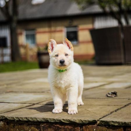Image 14 of White GSD Puppies for sale