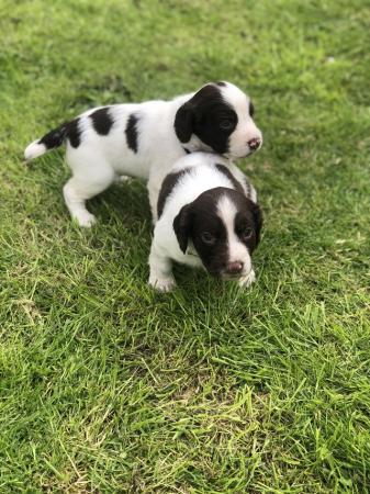 Image 5 of Liver and white English Springer Spaniels only girls left