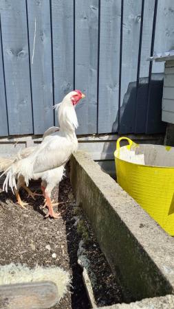 Image 4 of Shamo stage chicken for sale