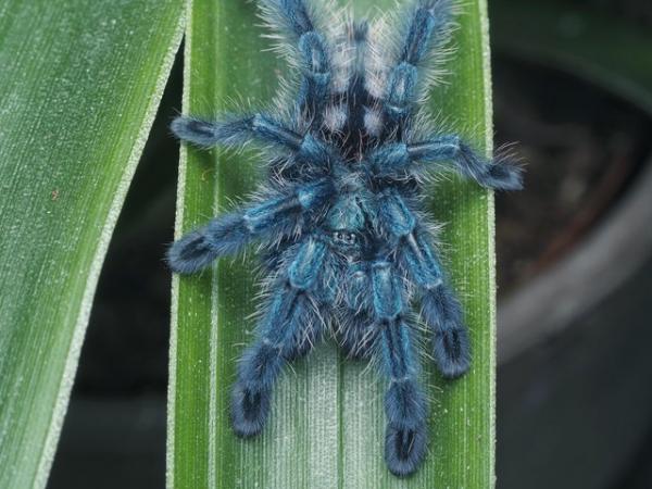 Image 1 of Tarantula List in Congleton
