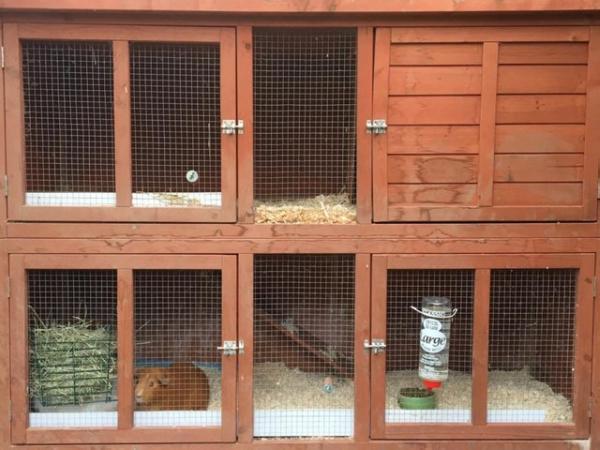 Image 3 of 2 bonded male guinea pigs with double storey hutch