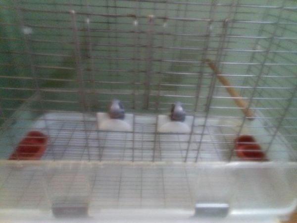 Image 4 of Large Vision bird cage for sale
