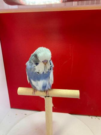 Image 3 of Exhibition baby budgies for sale