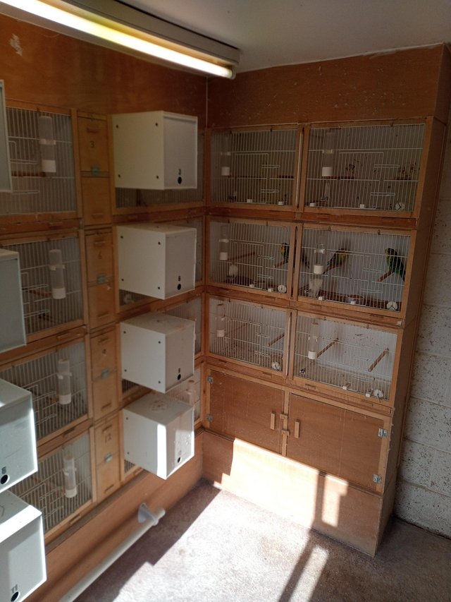 Preview of the first image of Budgie breeding cages for sale.