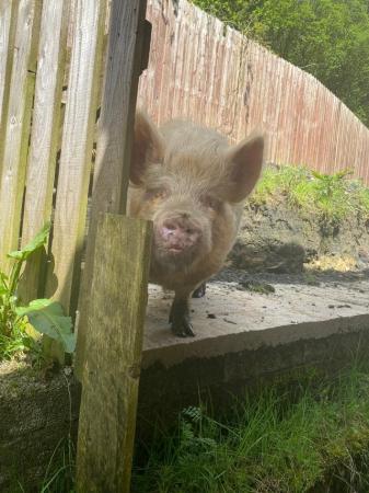 Image 3 of Super friendly Pennywell bred micro pig