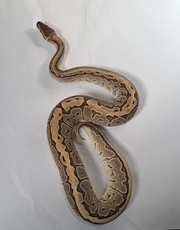 Image 4 of Baby Royal Pythons Available