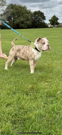Image 3 of Pocket bully just over 1 year old merle