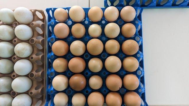 Image 3 of Fertile brahma x hybrid hatching eggs for incubation