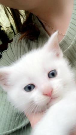 Image 9 of PURE WHITE AND SILVER BLUE KITTENS