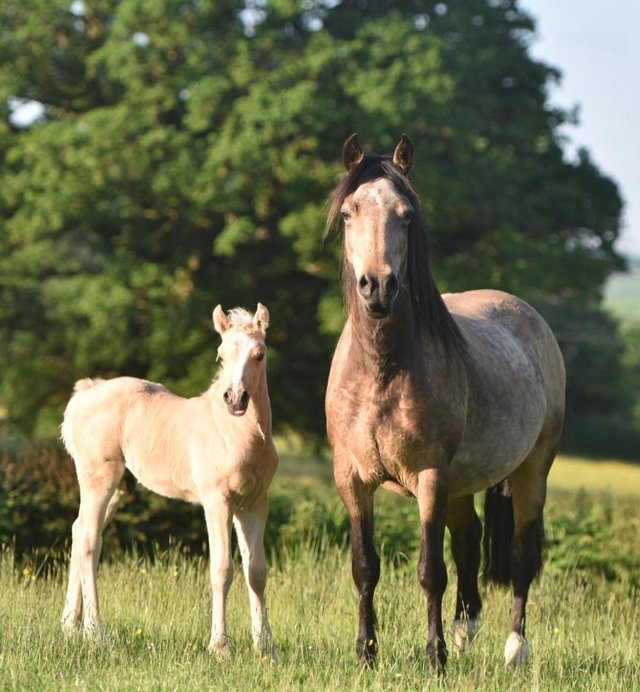 Preview of the first image of Welsh Section D Buckskin mare with Palomino colt foal.